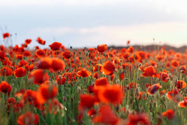 istock Poppies on green field on warm summer sunset 1223225175