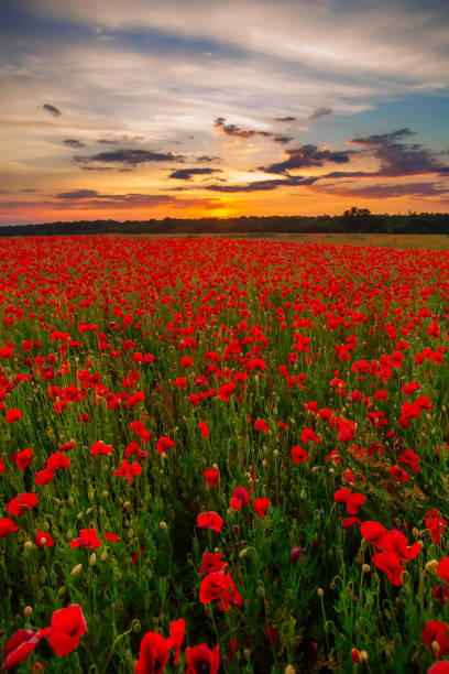 istock Poppies on green field on warm summer sunset 1223225179