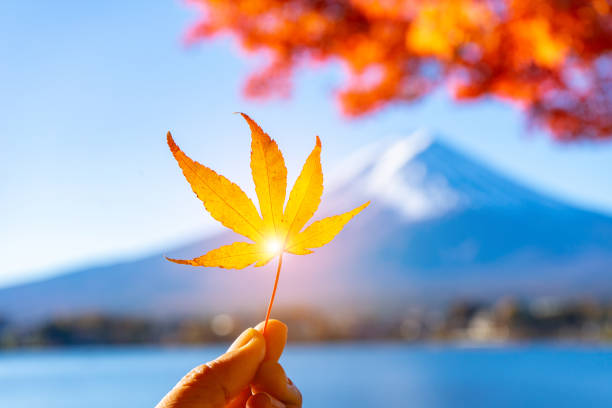 Maple leave in Finger with Mt.Fuji background.
