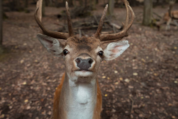 istock deer dots bruno czech republic close up 1223227150
