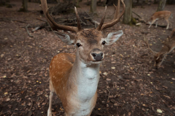 deer dots bruno czech republic moody forest - red deer animal mammal wildlife imagens e fotografias de stock