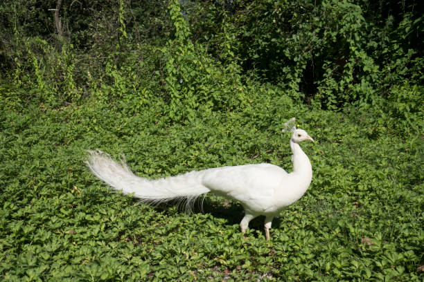 istock A white peacock in the lush vegetation 1223227155
