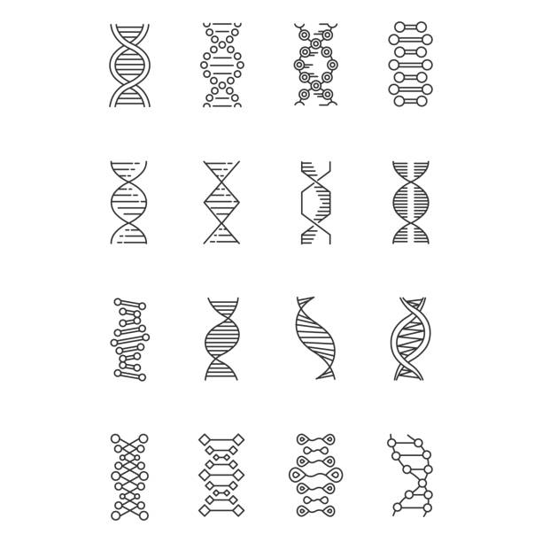 dnaヘリックスリニアアイコンセット。デオキシリボ核酸、核酸構造。染色 体。分子生物学。遺伝コード。細い線の等高線記号。分離されたベクトルアウトラインの図。編集可能なストローク - deoxyribonucleic点のイラスト素材／クリップアート素材／マンガ素材／アイコン素材