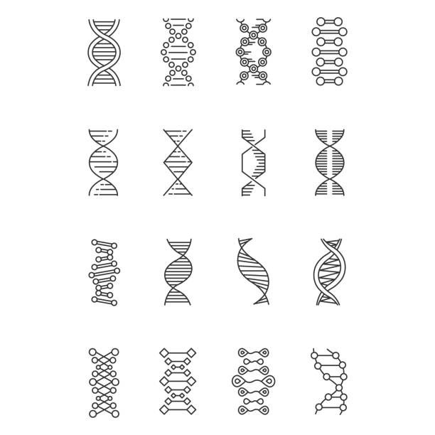 ilustrații de stoc cu adn helix icoane liniare stabilite. structura dezoxiribonucleică, a acidului nucleic. cromozom. biologie moleculară. codul genetic. simboluri de contur de linie subțire. ilustrații izolate cu contur vectorial. contur editabil - adn