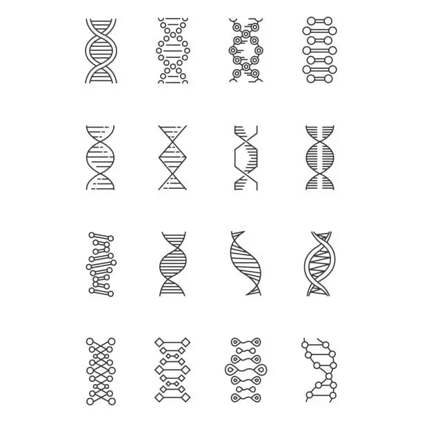 Vector illustration of DNA helix linear icons set. Deoxyribonucleic, nucleic acid structure. Chromosome. Molecular biology. Genetic code. Thin line contour symbols. Isolated vector outline illustrations. Editable stroke