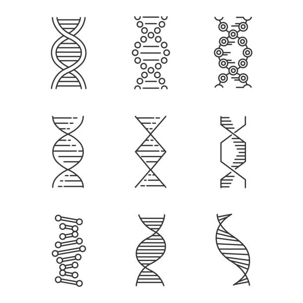 dnaスパイラルリニアアイコンセット。デオキシリボ核酸、核酸ヘリックス。分子生物学。遺伝コード。遺伝 学。細い線の等高線記号。分離されたベクトルアウトラインの図。編集可能なスト - deoxyribonucleic点のイラスト素材／クリップアート素材／マンガ素材／アイコン素材