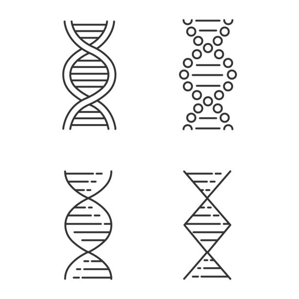 illustrations, cliparts, dessins animés et icônes de l’adn en spirale brins affiche des icônes linéaires. hélice acide nucléique désoxyriboucléique. biologie moléculaire. code génétique. génétique. symboles de contour de ligne mince. illustrations isolées de contour de vecteur. course modifiabl - deoxyribonucleic