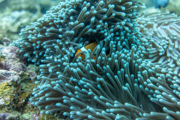 istock Clown fish in an anemone underwater 1223227269
