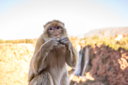 The Barbary macaque, Macaca sylvanus, Barbary ape, magot in Marocco in Ouzoud, Béni Mellal-Khénifra, Morocco