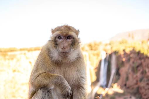Macaca sylvanus or magot monkey in ouzoud in Ouzoud, Béni Mellal-Khénifra, Morocco