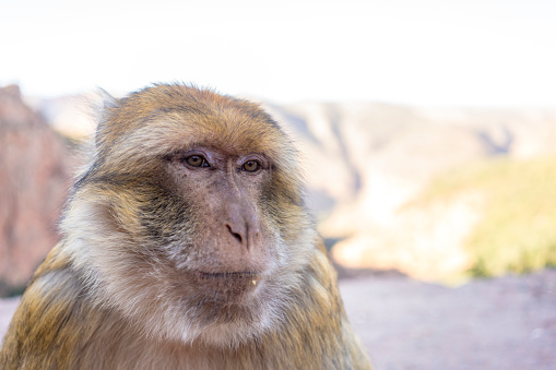 Macau Monkey, Magot, Macaca sylvanus in ouzoud in Ouzoud, Béni Mellal-Khénifra, Morocco