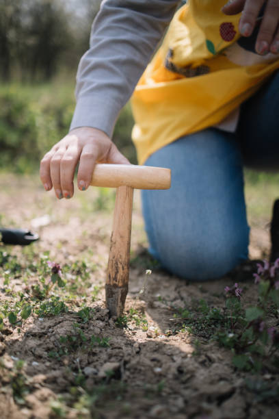 Close-up view of wooden hand seeder in the ground Close-up view of wooden hand seeder in the ground. Wooden garden tool in female hands planting in the garden. lawn seeder stock pictures, royalty-free photos & images