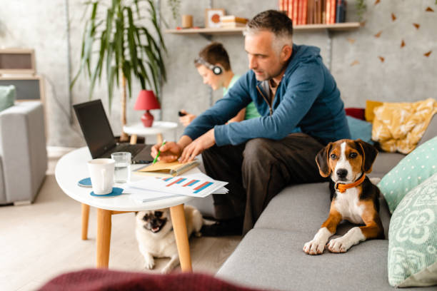 Curious beagle puppy makes company to his owner while he working from home during home isolation Busy modern father working at home from his laptop, while his son listening music on headphones, relaxing on sofa and playing with their dogs, beagle and pug puppy animal related occupation photos stock pictures, royalty-free photos & images
