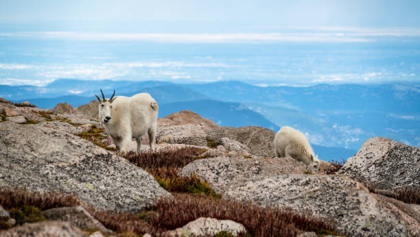 istock Mountain Goats in the Mount Evans Wilderness 1223228856
