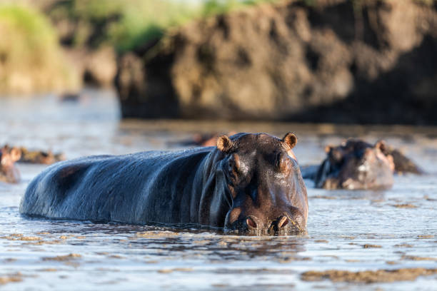 istock Hippopotamus in the lake 1223228888