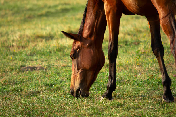 istock Mare in meadow. Nature background. Soft focus 1223229192