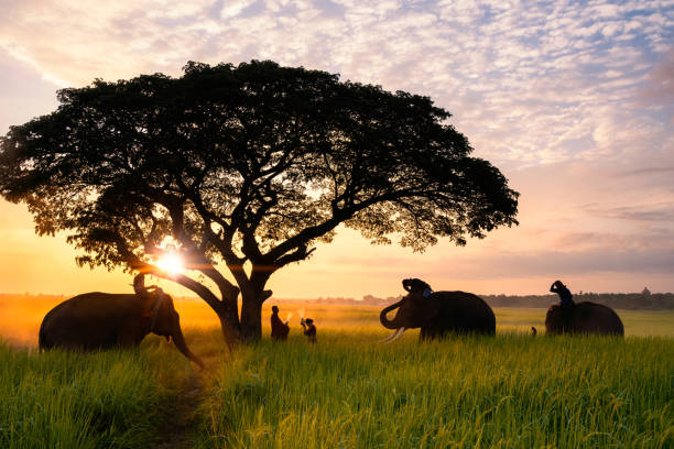 istock Elephant made merit a monk's bowl. Young lovers and elephants are making merit. Thai people and elephant jointly give alm to monk. elephant and Monk in forest. 1223229208
