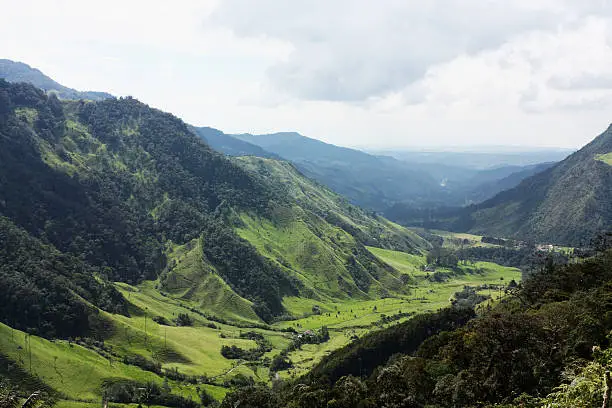 Cocora Valley, one of the most beautiful landscape of Quindio, which is nestled between the mountains of the Cordillera Central in Colombia. Predominates in the majestic surroundings of Quindio wax palm, Colombia's national tree growing to 60 meters. Cocora Valley is the gateway to Parque Nacional Natural de los Nevados.