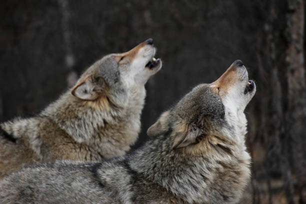 lobos aullando - aullido fotografías e imágenes de stock