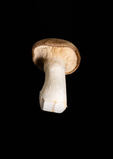 istock Pleurotus eryngii mushroom on black background 1223231128