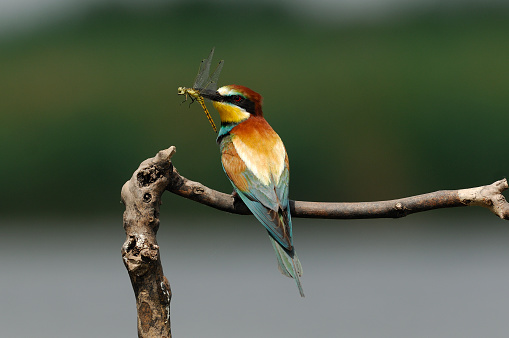 European bee-eater with dragonfly (Merops apiaster)