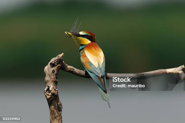 European Beeeater With Dragonfly Stock Photo - Download Image Now