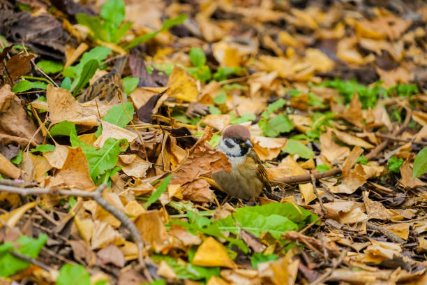 istock Autumn leaves and the sparrow image 1223232224