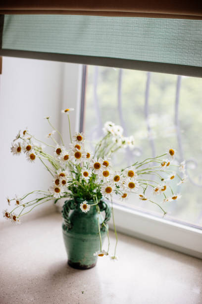 istock White daisies in a vase. 1223232405