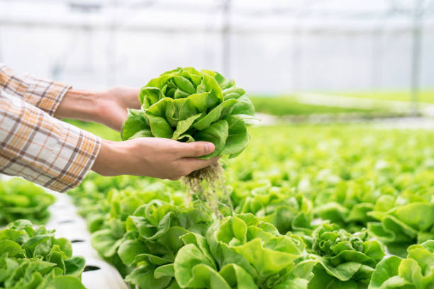 bio-gemüse, das von hydroponischen farmen geerntet wird. - hydroponics vegetable lettuce greenhouse stock-fotos und bilder