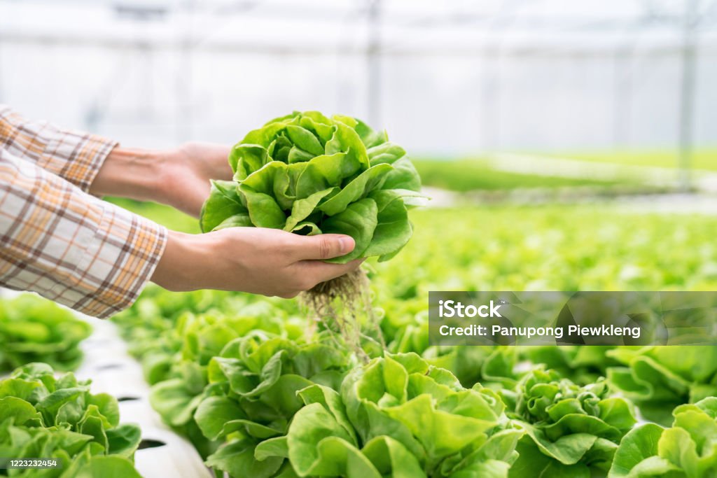 Organic vegetables that are harvested from hydroponic farms. Hydroponics Stock Photo