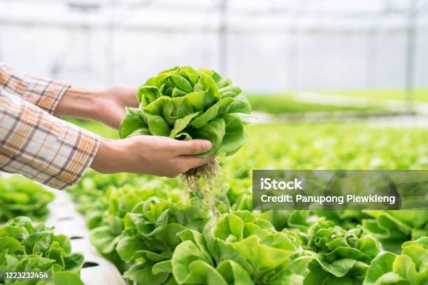 Organic Vegetables That Are Harvested From Hydroponic Farms Stock Photo - Download Image Now