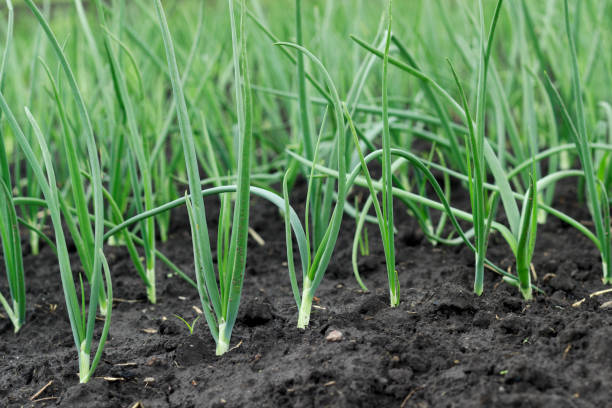 istock young, green onion grows in the garden 1223233066