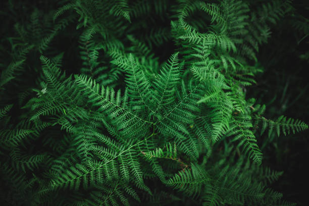 istock Green ferns in a dark atmosphere 1223234059