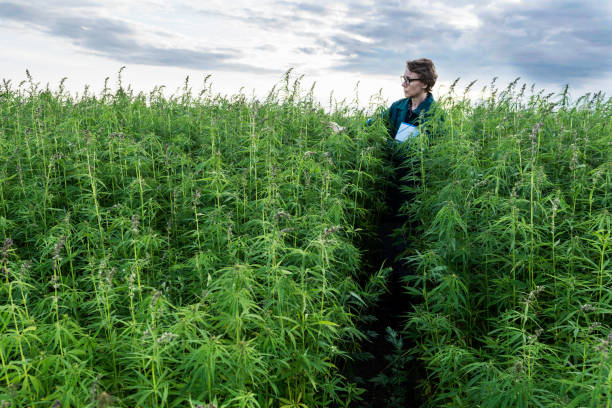 Woman tests hemp plant, observes it, farmer growing cannabis plants stock photo