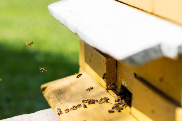 istock Bees flying with  nectar to beehive, close up view with meadow background 1223235332