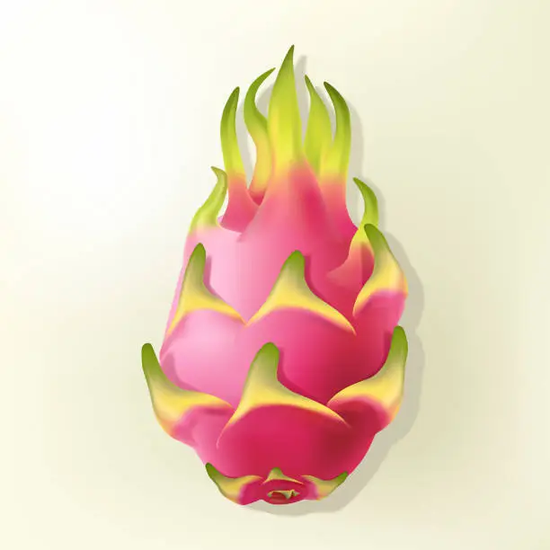 Vector illustration of Vector Realistic Pitaya or Dragon Fruit Illustration
