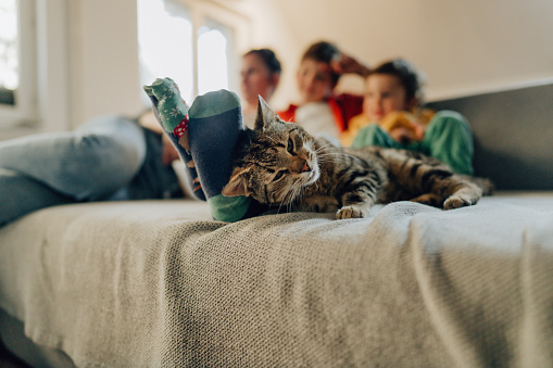Photo of mother and sons watching tv together. Their cat is lying down next to them