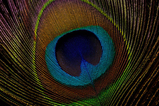 istock macro image of peacock feather/Peacock Feather 1223238974