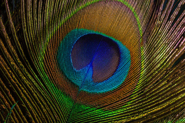 istock macro image of peacock feather/Peacock Feather 1223238975