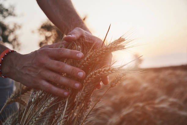 istock Man enjoying in wheat field. Nature concept. 1223239262