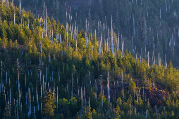 Forest of trees on Vancovuer Island, Canada