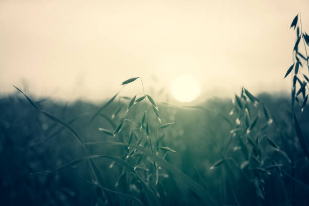 Sunset in the field
