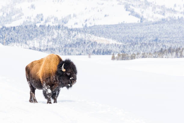 bison des neiges couvert de neige dans le parc national de yellowstone - bison nord américain photos et images de collection