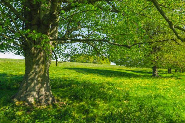 Public park with green pasture, trees, and flowering buttercups under blue sky and clouds in the heart of Beverley, Yorkshire, UK.