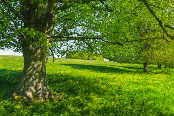 Photo of English landscape with trees, pasture, and buttercups, in spring. Beverley, UK.