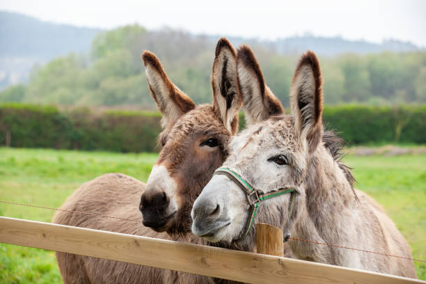 Family of donkeys outdoors in spring. Couple of donkeys on the meadow stock photo