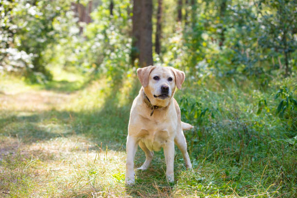 istock Labrador retriever dog walks in the summer forest 1223240995