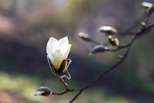istock A white magnolia flower on a background of blurry branches with buds 1223241630