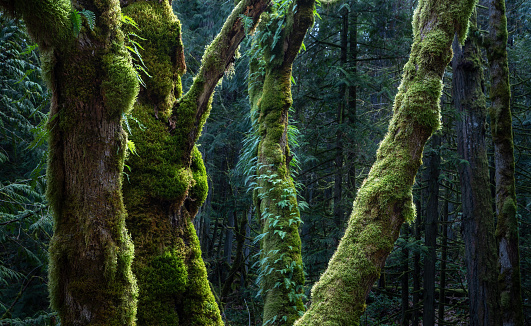 Bosque de crecimiento antiguo de la isla de Vancouver photo