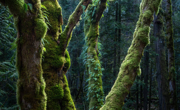 Forest of trees on Vancovuer Island, Canada